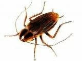 Plaga de cucarachas en casa