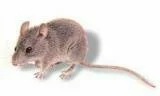 Ratones caseros, unos inquilinos muy desagradables